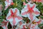 Autumn Starburst® Encore® Azalea Shrub Online now