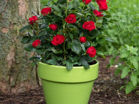 Petite Knock Out® Rose Bush Online Sale