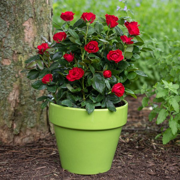 Petite Knock Out® Rose Bush Online Sale