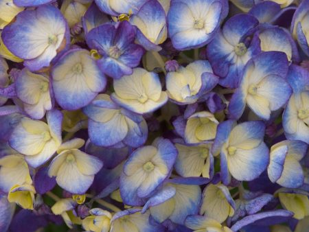 Endless Summer® BloomStruck® Reblooming Hydrangea Online