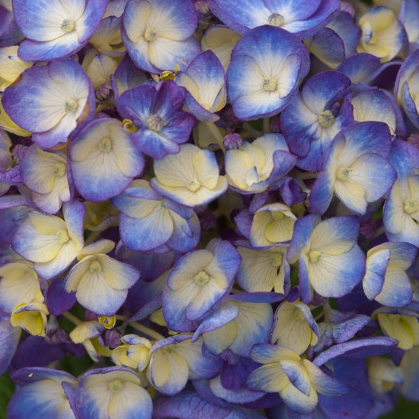 Endless Summer® BloomStruck® Reblooming Hydrangea Online