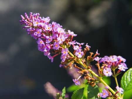 Buddleia Nanho Blue Butterfly Bush Sale