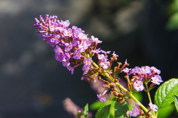 Buddleia Nanho Blue Butterfly Bush Sale