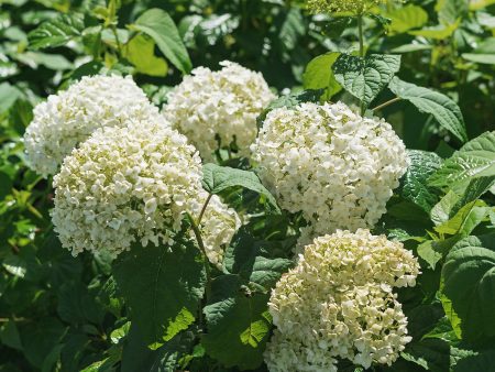 Annabelle Hydrangea Bush Supply