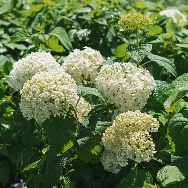 Annabelle Hydrangea Bush Supply