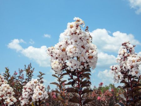 Black Diamond® Pure White™ Crape Myrtle Tree Online now