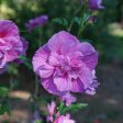 Hibiscus Lavender Chiffon Rose of Sharon Fashion