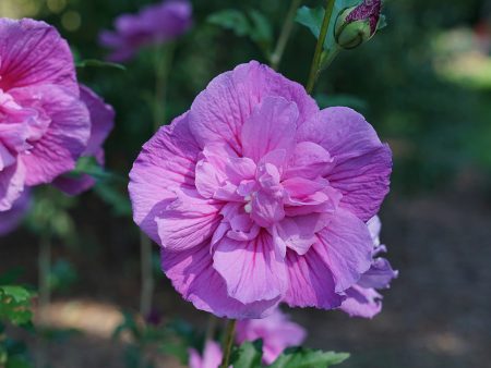 Hibiscus Lavender Chiffon Rose of Sharon Fashion