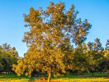 Zinner Pecan Tree | Type 2 Pollinator Discount