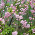 Dwarf Pink Flowering Almond Bush Hot on Sale