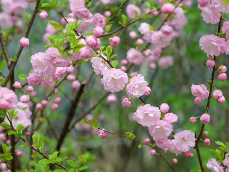 Dwarf Pink Flowering Almond Bush Hot on Sale