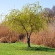 Curly Corkscrew Willow Tree For Discount