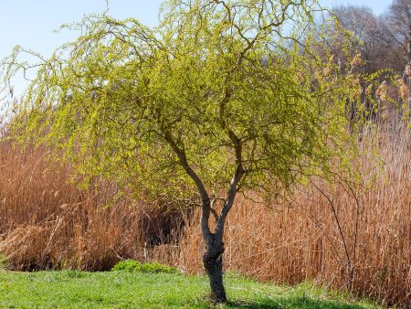 Curly Corkscrew Willow Tree For Discount