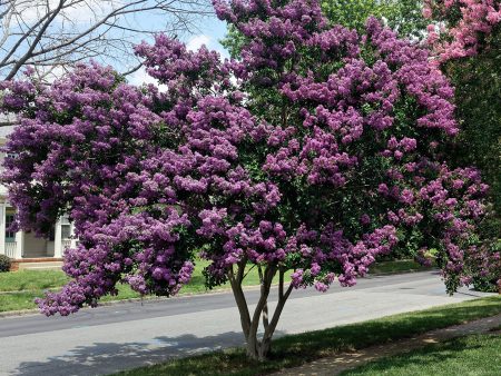 Twilight Crape Myrtle Tree Discount