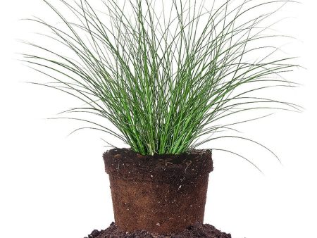 Miscanthus Gracillimus Shrub Online Sale