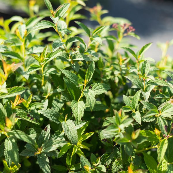 Neon Flash Spirea Shrub Cheap