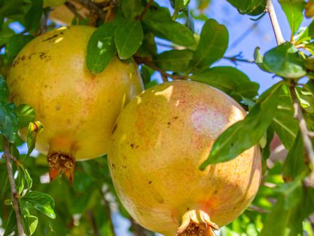 White Pomegranate Tree on Sale