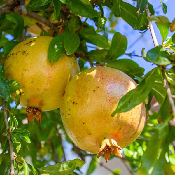 White Pomegranate Tree on Sale