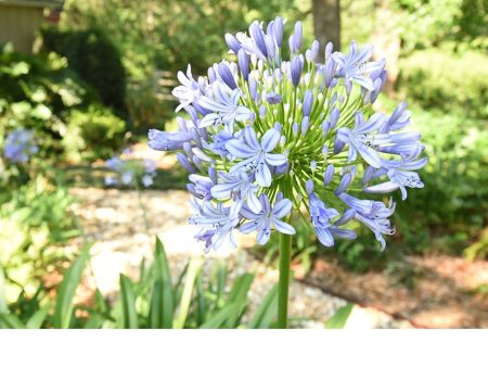 Agapanthus Blue Shrub Sale