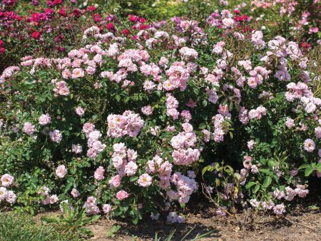 Blushing Drift® Rose Bush Cheap