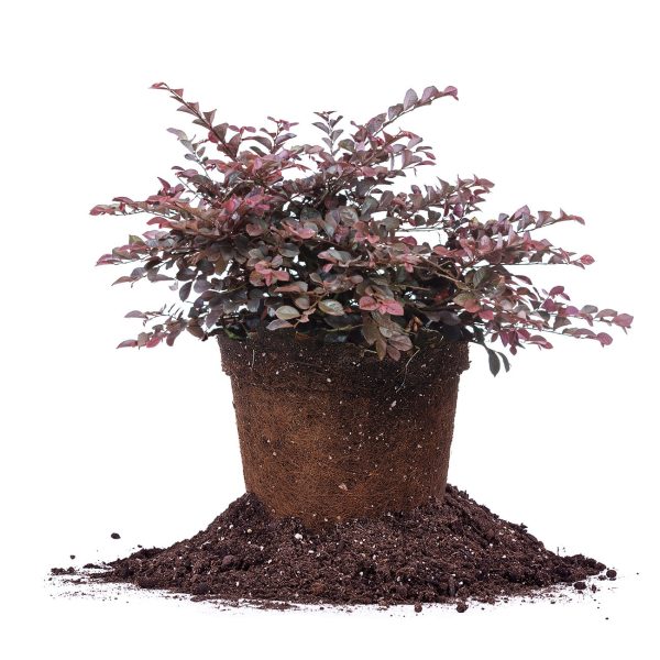 Dwarf Crimson Fire Loropetalum Shrub For Discount