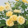 Buttercream Drift® Rose Bush Online now