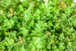 Little Princess Spirea Shrub Supply