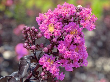 Lavender Lace™ Black Diamond® Crape Myrtle Tree Online now