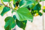 Red Hibiscus Bush Supply