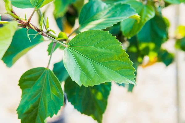 Red Hibiscus Bush Supply