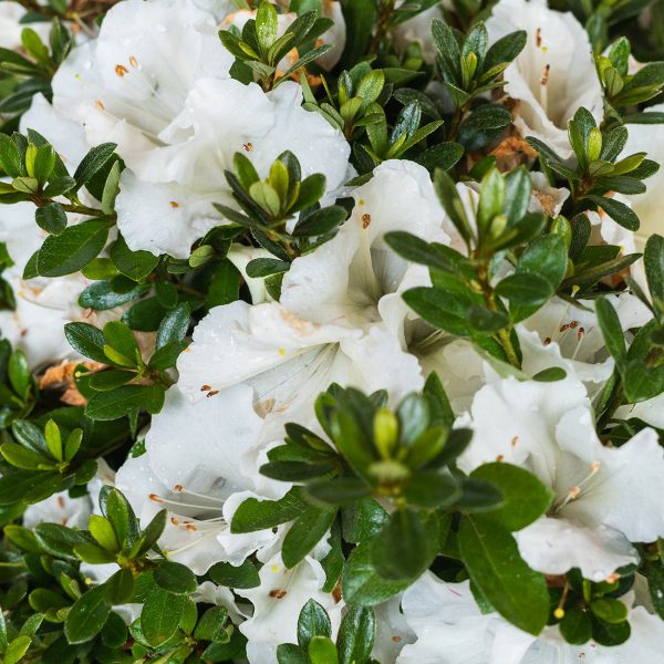 Gumpo White Azalea Shrub Cheap