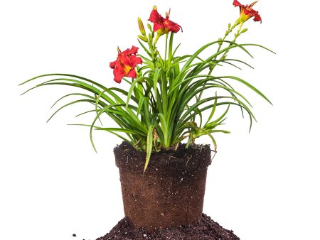 Pardon Me Daylily Shrub For Cheap