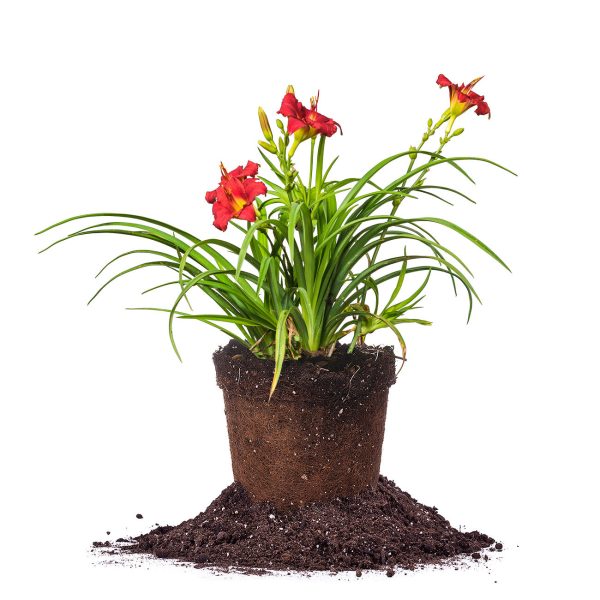 Pardon Me Daylily Shrub For Cheap