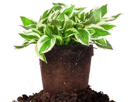 Hosta Patriot Shrub Online Hot Sale