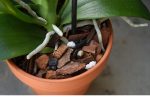 Organic Orchid Potting Mix on Sale