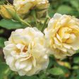 Buttercream Drift® Rose Bush Online now