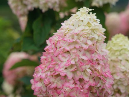 Limelight Prime® Hydrangea Tree For Discount