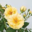 Buttercream Drift® Rose Bush Online now