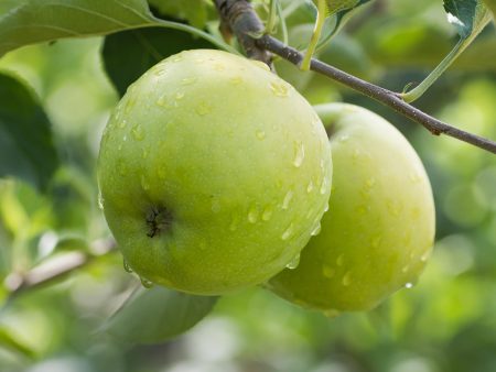 Granny Smith Apple Tree Hot on Sale