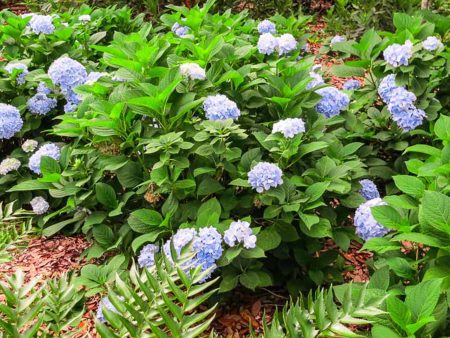 Penny Mac Hydrangea Shrub Cheap