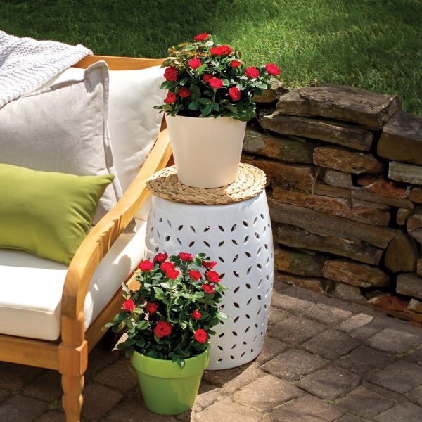 Petite Knock Out® Rose Bush Online Sale