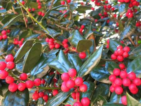 Dwarf Burford Holly Supply