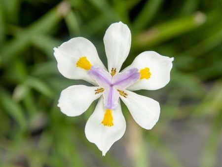 White African Iris Shrub Supply