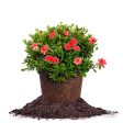 Red Formosa Azalea Shrub For Discount