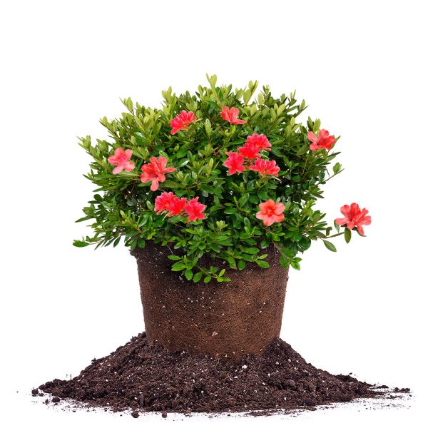 Red Formosa Azalea Shrub For Discount