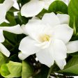 Steady as She Goes® Gardenia Bush Fashion