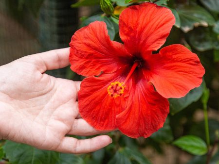 Red Braided Hibiscus Tree For Cheap