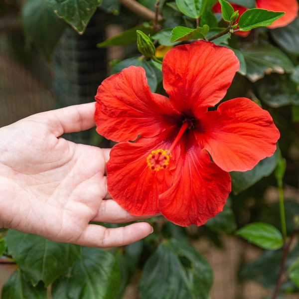 Red Braided Hibiscus Tree For Cheap