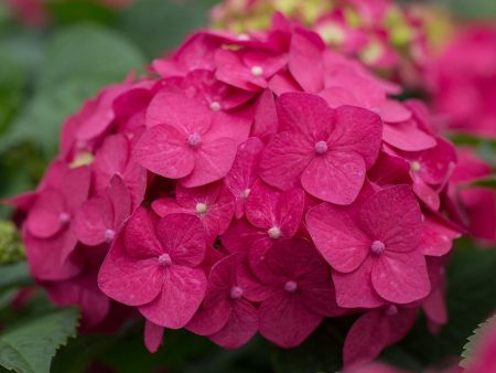 Endless Summer® Summer Crush® Reblooming Hydrangea Fashion