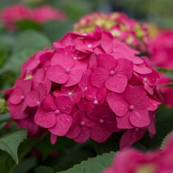 Endless Summer® Summer Crush® Reblooming Hydrangea Fashion